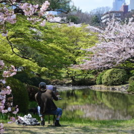 Voir les sakura à Tokyo