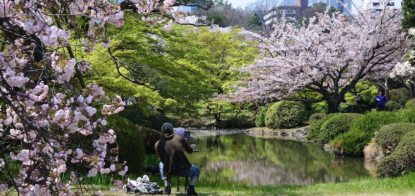 Voir les sakura à Tokyo
