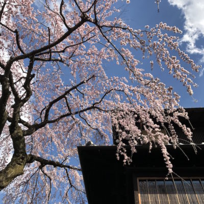 Sannenzaka Shidare zakura Kyoto