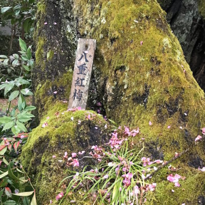 Temple Reikan Kyoto