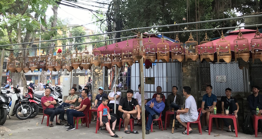 Clubs oiseaux chanteurs Hanoi