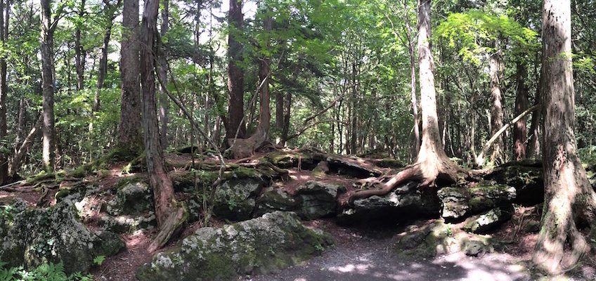 Forêt Aokigahara Japon