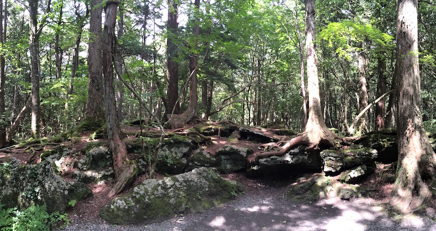 Forêt Aokigahara Japon