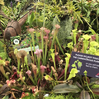 Gardens by the Bay Cloud Forest