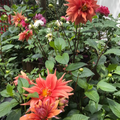 Gardens by the Bay Flower Dome