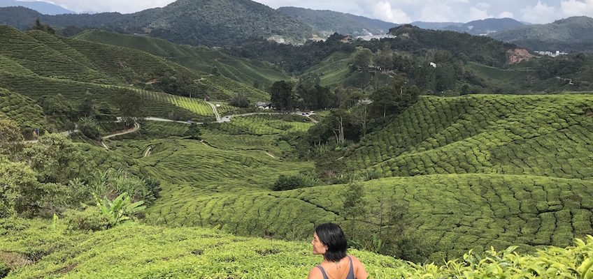 Plantations de thé Cameron Highlands Malaisie