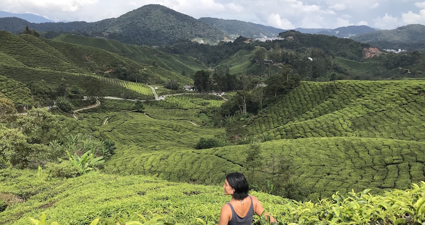 Plantations de thé Cameron Highlands Malaisie